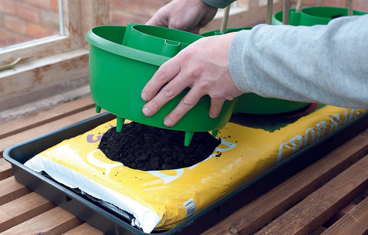 Plante krave. 3 stk - Blomsterverden